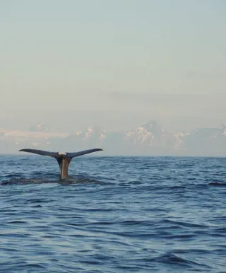Auf der Suche nach Walen in den Fjorden Norwegens